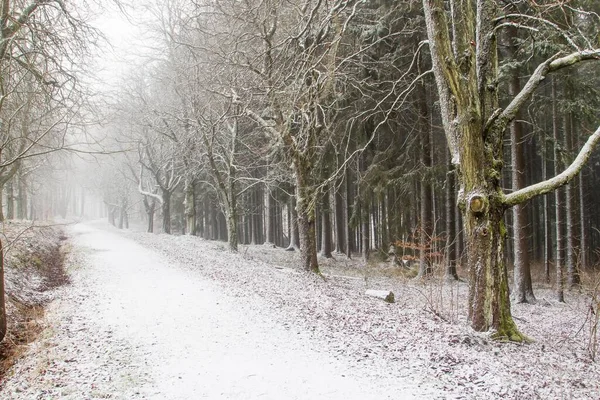 Weg Durch Den Winterwald Hessen Deutschland Europa — Stockfoto