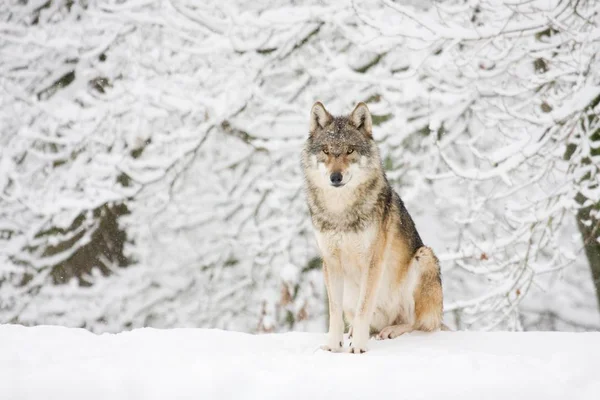 Wolf Canis Lupus Zittend Sneeuw Gevangen Duitsland Europa — Stockfoto