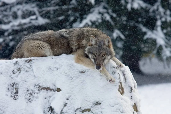 Wolf Canis Lupus Ležící Balvanu Sněhu Zajetí Německo Evropa — Stock fotografie