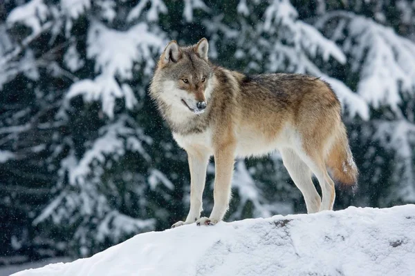 Wolf Canis Lupus Staand Rotsblok Sneeuw Gevangenschap Duitsland Europa — Stockfoto