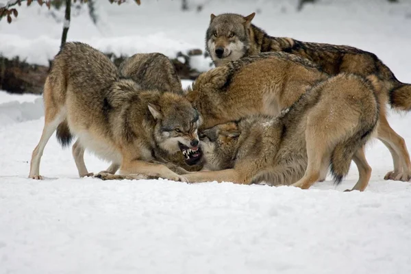 Lobos Lutadores Canis Lupus Neve Cativeiro Alemanha Europa — Fotografia de Stock