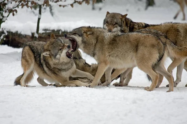 Fighting Wolves Canis Lupus Snow Captive Germany Europe — ストック写真