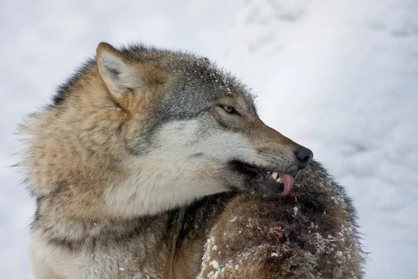 Wolf Canis Lupus Grooming Captive Germany Europe — Stockfoto