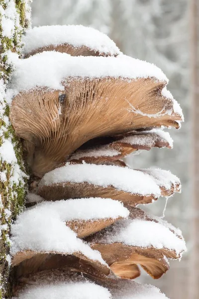 Grzyby Ostrygowe Pokryte Śniegiem Pleurotus Ostreatus Hesja Niemcy Europa — Zdjęcie stockowe