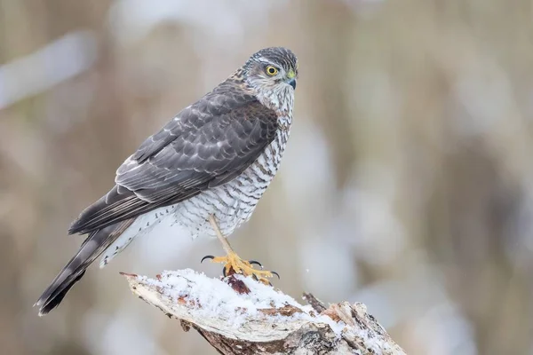 Eurasian Sparrowhawk Accipiter Nisus Adult Female Perched Snow Covered Deadwood — 스톡 사진