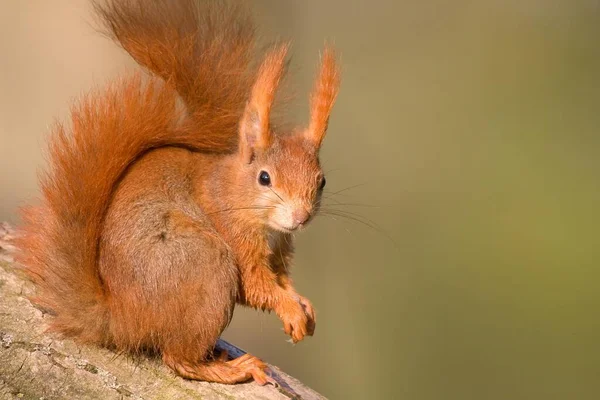 Red Squirrel Sciurus Vulgaris Hesse Germany Europe — стокове фото