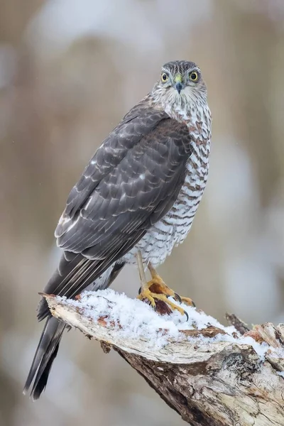 Sparviero Euroasiatico Accipiter Nisus Femmina Adulta Appollaiata Legno Morto Innevato — Foto Stock