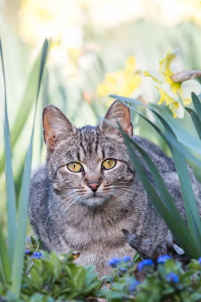 Gato Doméstico Tabby Chipre Europa — Fotografia de Stock