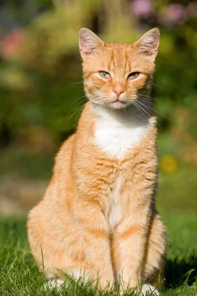 Domestic Cat Orange Tabby Male Germany Europe — 图库照片