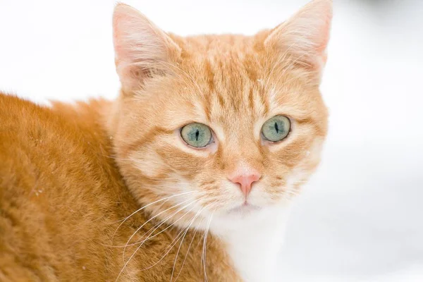 Kot Domowy Tabby Pomarańczowe Mężczyzna Niemcy Europa — Zdjęcie stockowe