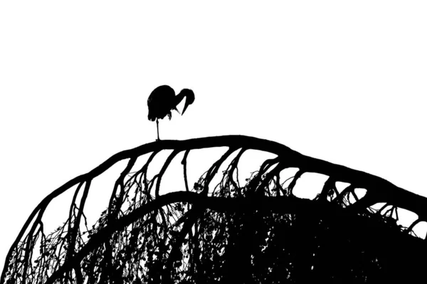 Grey Heron Ardea Cinerea Tree Preening Silhouette Hesse Germany Europe — ストック写真