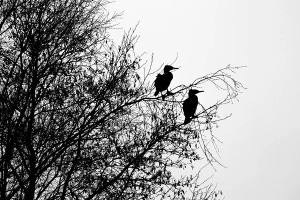 Two Cormorants Phalacrocorax Carbo Tree Silhouette Hesse Germany Europe — Stockfoto