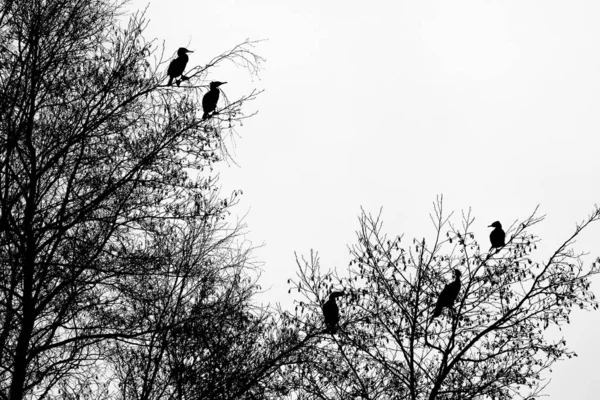Cormorans Phalacrocorax Carbo Sur Arbre Silhouette Hesse Allemagne Europe — Photo