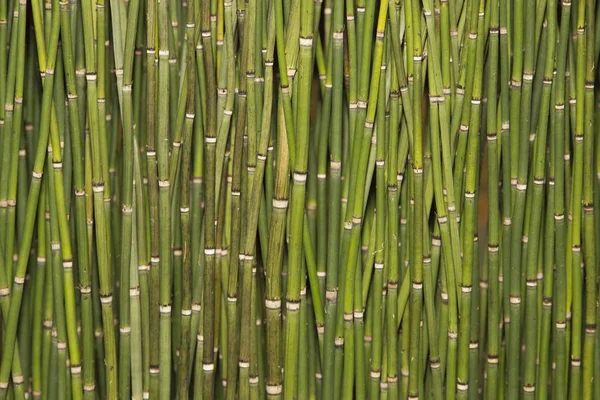 Конные Хвосты Equisetum Крупным Планом — стоковое фото