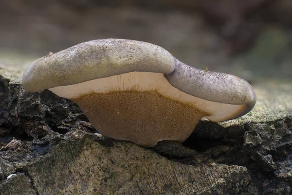 Late Herfst Oester Panellus Serotinus Vruchtlichamen Een Rottende Boomstam Carpinus — Stockfoto