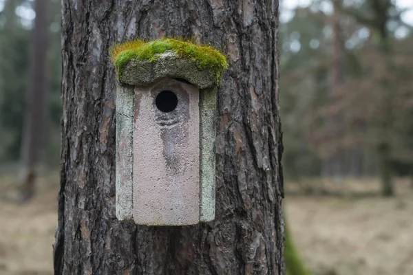 Casa Coperta Muschio Uccelli Assia Germania Europa — Foto Stock