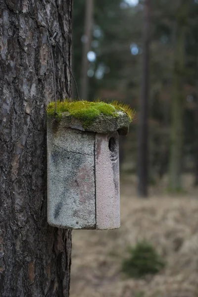 德国黑森覆盖着苔藓的鸟屋 — 图库照片