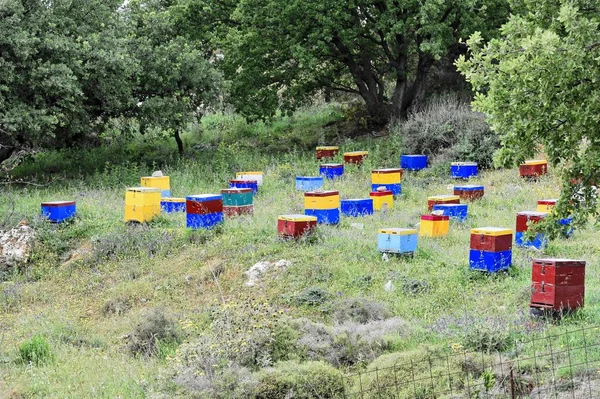 Κυψέλες Στο Ρέθυμνο Κρήτη Ελλάδα Ευρώπη — Φωτογραφία Αρχείου