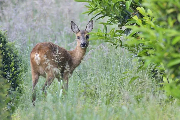Roe Deer Capreolus Capreolus Standing Bushes Emsland Lower Saxony Germany — Stock Photo, Image