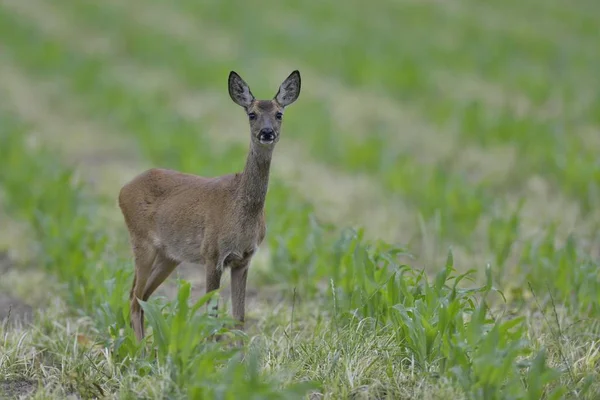Roe Deer Capreolus Capreolus Standing Field Emsland Lower Saxony Germany — Stock Photo, Image
