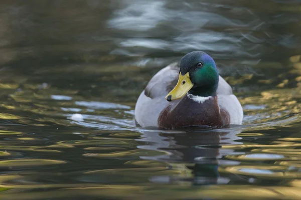 Mallard Anas Platyrhinchos Drake Emsland Lower Saxony Almanya Avrupa — Stok fotoğraf