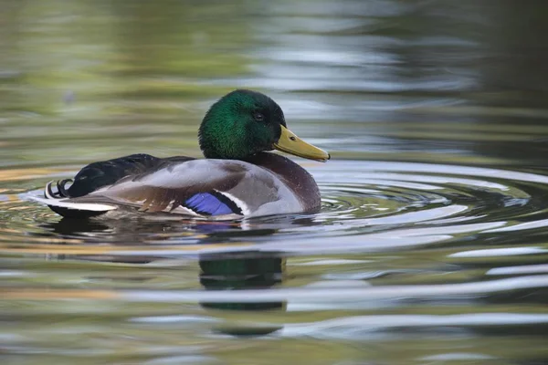 Stockente Anas Platyrhinchos Erpel Emsland Niedersachsen Deutschland Europa — Stockfoto