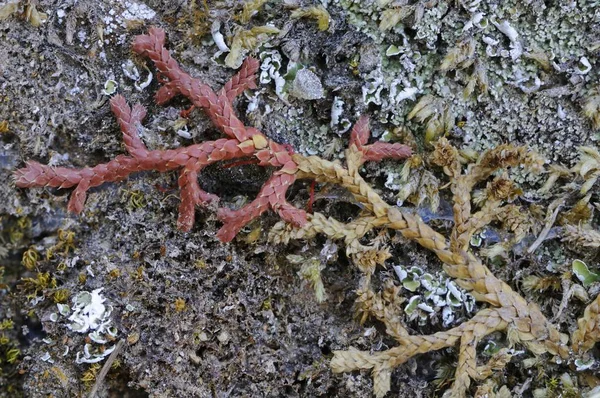 Mediterráneo Clubmoss Selaginella Denticulata Región Del Egeo Turquía Asia —  Fotos de Stock