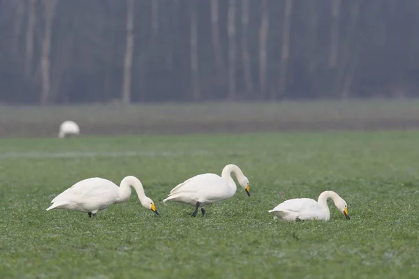 Whooper Swans Cygnus Cygnus Emsland Alsó Szászország Németország Európa — Stock Fotó