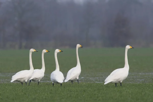 Whooper Swans Cygnus Cygnus Emsland Bassa Sassonia Germania Europa — Foto Stock