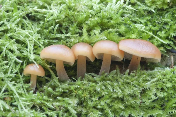 Cogumelos Inverno Cogumelos Enoki Flammulina Velutipes Emsland Baixa Saxónia Alemanha — Fotografia de Stock