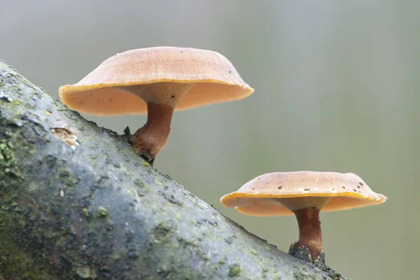 Winter Polypore Polyporus Brumalis Emsland Нижняя Саксония Германия Европа — стоковое фото