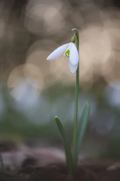 Caída Nieve Galanthus Nivalis Emsland Baja Sajonia Alemania Europa — Foto de Stock