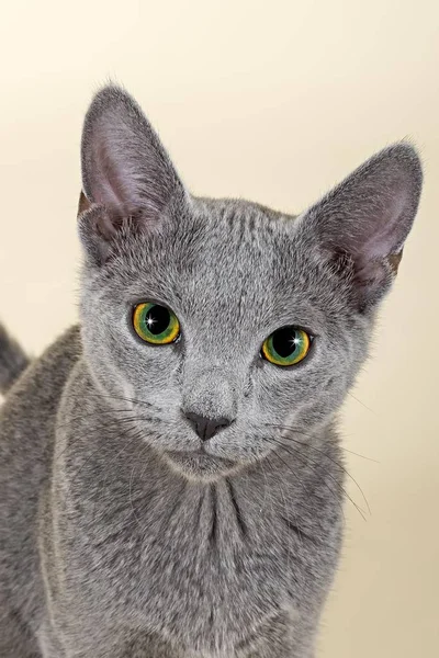 Russian Blue Male Kitten Weeks — Stock Photo, Image