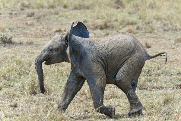 Vitello Elefante Africano Loxodonta Africana Maasai Mara Kenya Africa — Foto Stock