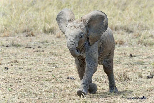 African Elephant Calf Loxodonta Africana Maasai Mara Kenya Africa — Stock Photo, Image