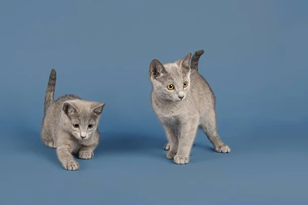 Two Russian Blue cats, kittens, 10 weeks