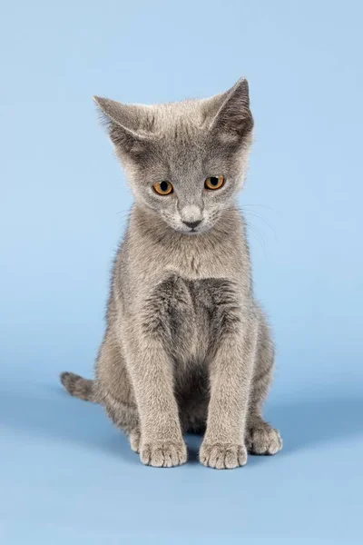 Russian Blue Cat Kitten Weeks — Stock Photo, Image