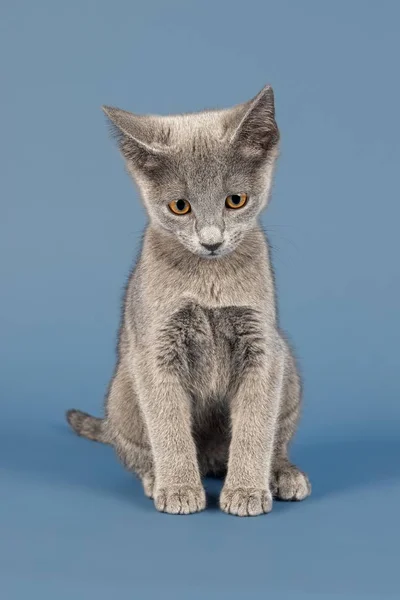 Російська Блакитна Кішка Кошеня Тижнів — стокове фото