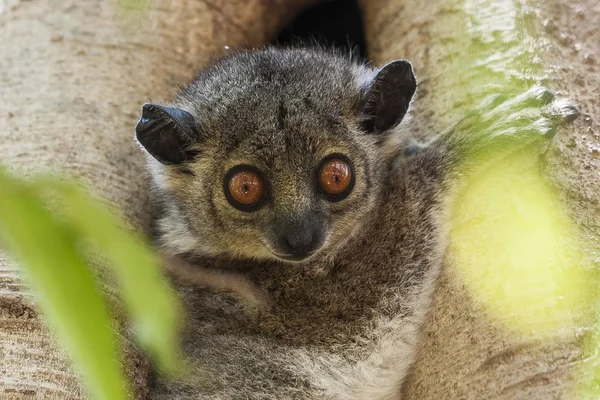 족제비 Lepilemur Mustelinus Berenty Madagascar Africa — 스톡 사진