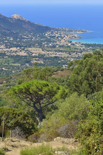 Calvi湾 Balagne Haute Corse Corsica France Europe — 图库照片