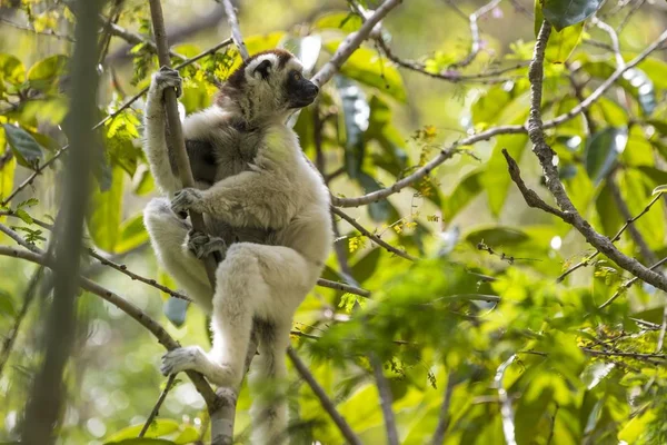 Sifaka Verreaux Propithecus Verreauxi Isalo Canyon Isalo Madagascar Afrique — Photo