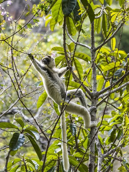 Sifaka Verreaux Propithecus Verreauxi Isalo Canyon Isalo Madagascar Afrique — Photo