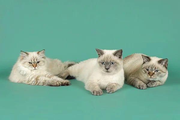 Белые Коты Британцы Фото Белые Коты Британцы Фото