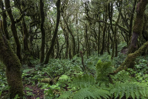 Floresta Nuvens Floresta Louros Parque Nacional Garajonay Patrimônio Mundial Unesco — Fotografia de Stock