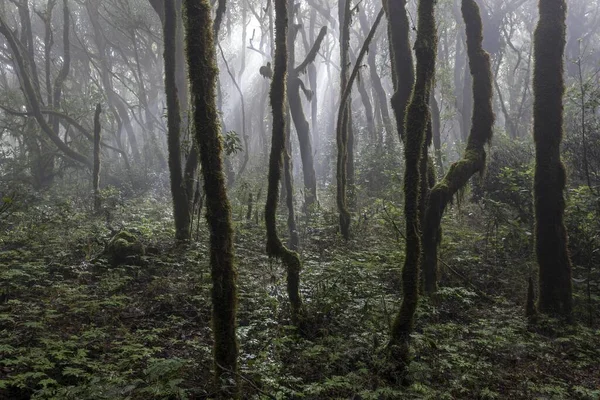 Névoa Floresta Nuvens Floresta Louros Parque Nacional Garajonay Patrimônio Mundial — Fotografia de Stock