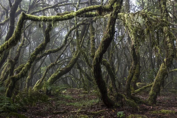 Floresta Nuvens Floresta Louros Parque Nacional Garajonay Patrimônio Mundial Unesco — Fotografia de Stock