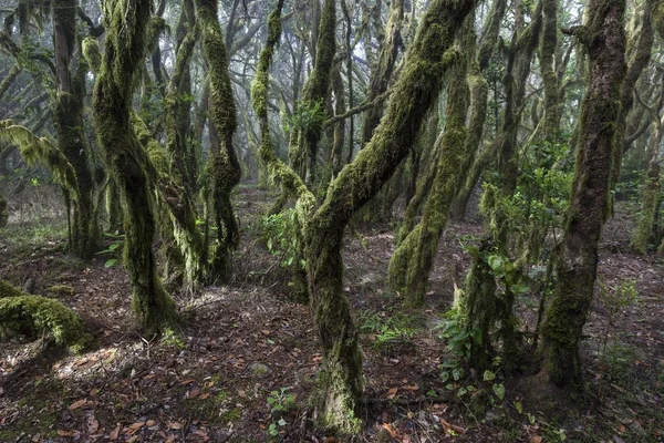 Cloud Forest Laurel Forest Garajonay National Park Unesco World Heritage — Stock Photo, Image