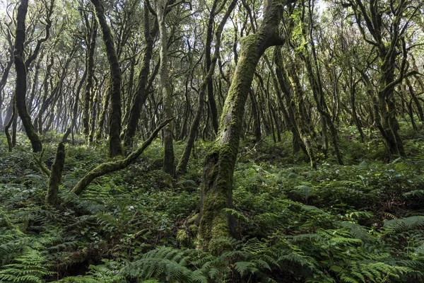 雲の森 月桂樹の森 Garajonay国立公園 ユネスコ世界遺産 ゴメラ カナリア諸島 スペイン ヨーロッパ — ストック写真