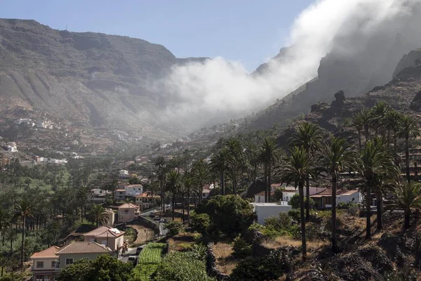 Canary Island Date Palms Phoenix Canariensis Byarna Valle Gran Rey — Stockfoto