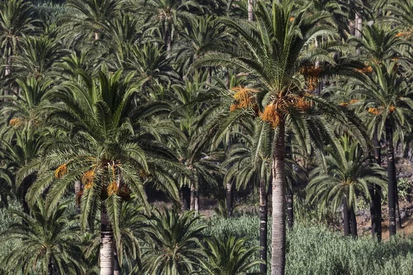 Canary Island Date Palms (Phoenix canariensis), Valle Gran Rey, La Gomera, Canary Islands, Spain, Europe